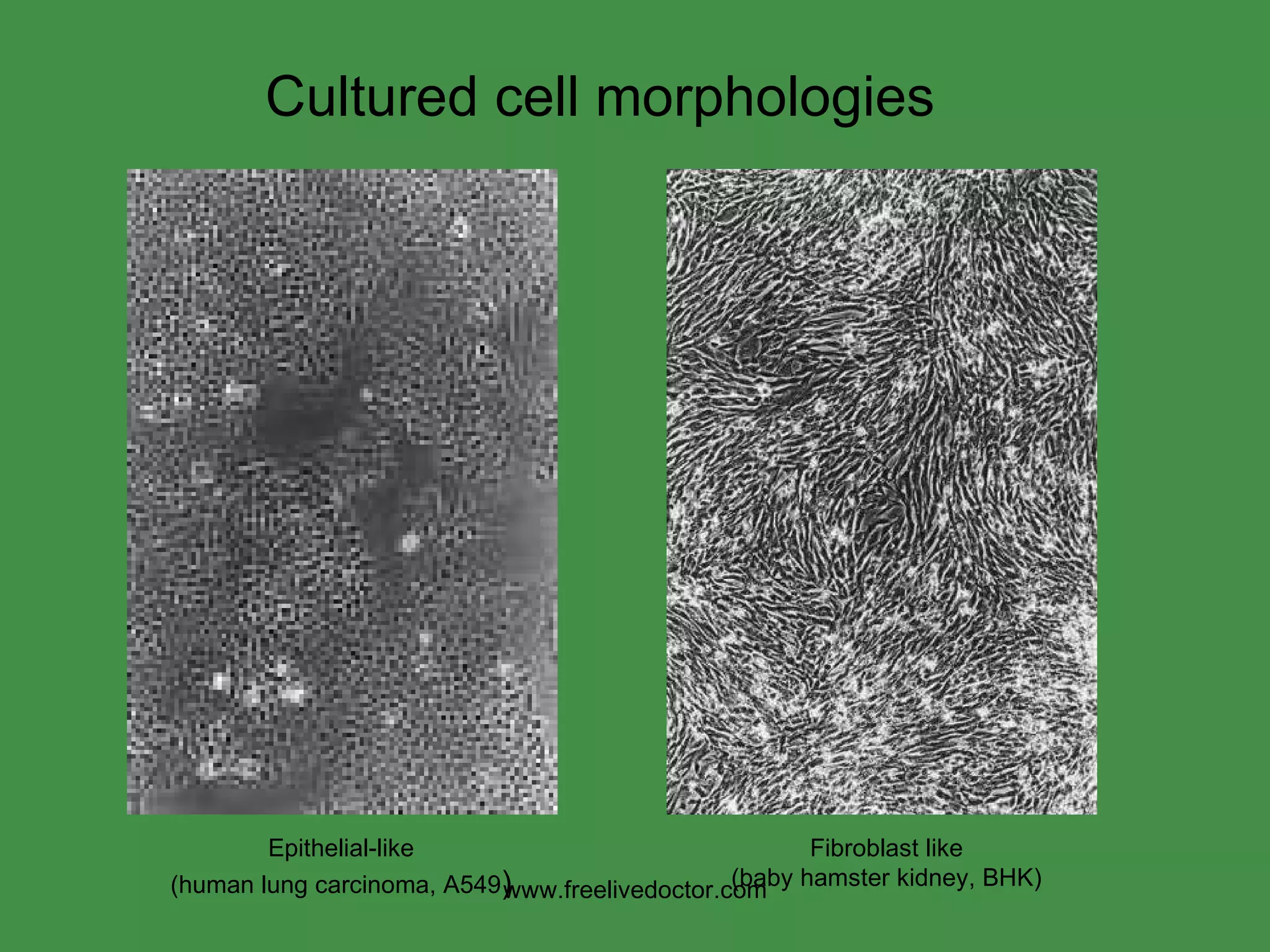 Cultured cell morphologies Epithelial-like (human lung carcinoma, A549 ) Fibroblast like (baby hamster kidney, BHK) www.freelivedoctor.com 
