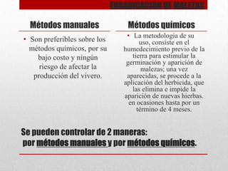 ERRADICACION DE MALEZAS

Métodos manuales
• Son preferibles sobre los
métodos químicos, por su
bajo costo y ningún
riesgo de afectar la
producción del vivero.

Métodos químicos
• La metodología de su
uso, consiste en el
humedecimiento previo de la
tierra para estimular la
germinación y aparición de
malezas; una vez
aparecidas, se procede a la
aplicación del herbicida, que
las elimina e impide la
aparición de nuevas hierbas.
en ocasiones hasta por un
término de 4 meses.

Se pueden controlar de 2 maneras:
por métodos manuales y por métodos químicos.

 