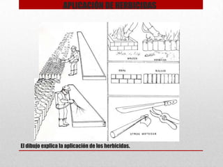 APLICACIÓN DE HERBICIDAS

El dibujo explica la aplicación de los herbicidas.

 