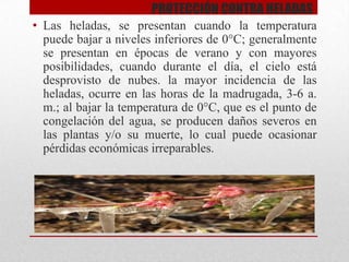 PROTECCIÓN CONTRA HELADAS
• Las heladas, se presentan cuando la temperatura
puede bajar a niveles inferiores de 0°C; generalmente
se presentan en épocas de verano y con mayores
posibilidades, cuando durante el día, el cielo está
desprovisto de nubes. la mayor incidencia de las
heladas, ocurre en las horas de la madrugada, 3-6 a.
m.; al bajar la temperatura de 0°C, que es el punto de
congelación del agua, se producen daños severos en
las plantas y/o su muerte, lo cual puede ocasionar
pérdidas económicas irreparables.

 