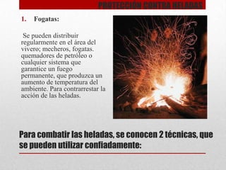 PROTECCIÓN CONTRA HELADAS
1.

Fogatas:

Se pueden distribuir
regularmente en el área del
vivero; mecheros, fogatas.
quemadores de petróleo o
cualquier sistema que
garantice un fuego
permanente, que produzca un
aumento de temperatura del
ambiente. Para contrarrestar la
acción de las heladas.

Para combatir las heladas, se conocen 2 técnicas, que
se pueden utilizar confiadamente:

 