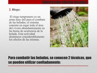 PROTECCIÓN CONTRA HELADAS
2. Riego:
El riego tempranero es un
arma muy útil para el combate
de las heladas; el sistema
consiste en regar toda el área
del vivero abundantemente en
las horas de ocurrencia de la
helada. Esta actividad
disminuye considerablemente
los efectos de las mismas.

Para combatir las heladas, se conocen 2 técnicas, que
se pueden utilizar confiadamente:

 