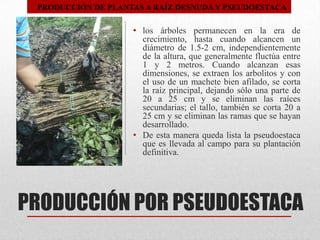 PRODUCCIÓN DE PLANTAS A RAÍZ DESNUDA Y PSEUDOESTACA

• los árboles permanecen en la era de
crecimiento, hasta cuando alcancen un
diámetro de 1.5-2 cm, independientemente
de la altura, que generalmente fluctúa entre
1 y 2 metros. Cuando alcanzan esas
dimensiones, se extraen los arbolitos y con
el uso de un machete bien afilado, se corta
la raíz principal, dejando sólo una parte de
20 a 25 cm y se eliminan las raíces
secundarias; el tallo, también se corta 20 a
25 cm y se eliminan las ramas que se hayan
desarrollado.
• De esta manera queda lista la pseudoestaca
que es llevada al campo para su plantación
definitiva.

PRODUCCIÓN POR PSEUDOESTACA

 