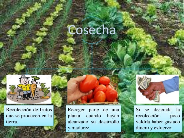 Cosecha
Recolección de frutos
que se producen en la
tierra.
Recoger parte de una
planta cuando hayan
alcanzado su desarrol...