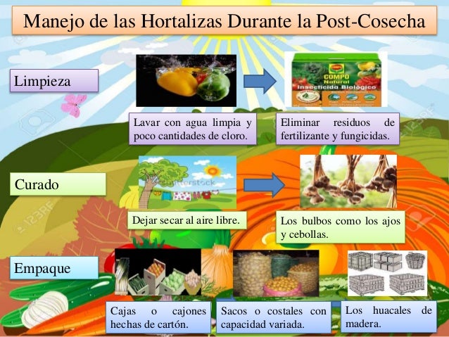 Formas de Comercialización de las Hortalizas
Venta Directa Venta Indirecta
ï Del productor al consumidor.
ï Evitando la ca...