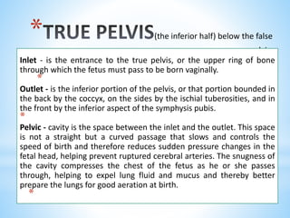 * (the inferior half) below the false
pelvis.
Inlet - is the entrance to the true pelvis, or the upper ring of bone
through which the fetus must pass to be born vaginally.
*
Outlet - is the inferior portion of the pelvis, or that portion bounded in
the back by the coccyx, on the sides by the ischial tuberosities, and in
the front by the inferior aspect of the symphysis pubis.
*
Pelvic - cavity is the space between the inlet and the outlet. This space
is not a straight but a curved passage that slows and controls the
speed of birth and therefore reduces sudden pressure changes in the
fetal head, helping prevent ruptured cerebral arteries. The snugness of
the cavity compresses the chest of the fetus as he or she passes
through, helping to expel lung fluid and mucus and thereby better
prepare the lungs for good aeration at birth.
*
 