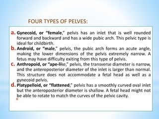 FOUR TYPES OF PELVES:
a. Gynecoid, or “female,” pelvis has an inlet that is well rounded
forward and backward and has a wide pubic arch. This pelvic type is
ideal for childbirth.
b.Android, or “male,” pelvis, the pubic arch forms an acute angle,
making the lower dimensions of the pelvis extremely narrow. A
fetus may have difficulty exiting from this type of pelvis.
c. Anthropoid, or “ape-like,” pelvis, the transverse diameter is narrow,
and the anteroposterior diameter of the inlet is larger than normal.
This structure does not accommodate a fetal head as well as a
gynecoid pelvis.
d.Platypelloid, or “flattened,” pelvis has a smoothly curved oval inlet
but the anteroposterior diameter is shallow. A fetal head might not
be able to rotate to match the curves of the pelvic cavity.
*
 