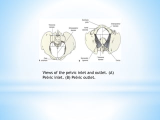 Views of the pelvic inlet and outlet. (A)
Pelvic inlet. (B) Pelvic outlet.
 