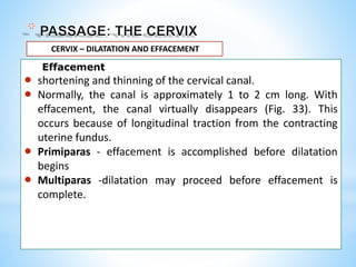 Effacement
 shortening and thinning of the cervical canal.
 Normally, the canal is approximately 1 to 2 cm long. With
effacement, the canal virtually disappears (Fig. 33). This
occurs because of longitudinal traction from the contracting
uterine fundus.
 Primiparas - effacement is accomplished before dilatation
begins
 Multiparas -dilatation may proceed before effacement is
complete.
CERVIX – DILATATION AND EFFACEMENT
 