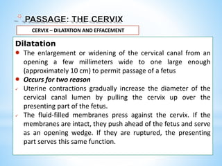 Dilatation
 The enlargement or widening of the cervical canal from an
opening a few millimeters wide to one large enough
(approximately 10 cm) to permit passage of a fetus
 Occurs for two reason
 Uterine contractions gradually increase the diameter of the
cervical canal lumen by pulling the cervix up over the
presenting part of the fetus.
 The fluid-filled membranes press against the cervix. If the
membranes are intact, they push ahead of the fetus and serve
as an opening wedge. If they are ruptured, the presenting
part serves this same function.
CERVIX – DILATATION AND EFFACEMENT
 