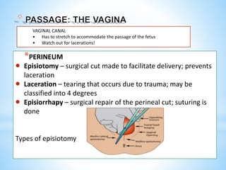 *PERINEUM
 Episiotomy – surgical cut made to facilitate delivery; prevents
laceration
 Laceration – tearing that occurs due to trauma; may be
classified into 4 degrees
 Episiorrhapy – surgical repair of the perineal cut; suturing is
done
Types of episiotomy
VAGINAL CANAL
• Has to stretch to accommodate the passage of the fetus
• Watch out for lacerations!
 