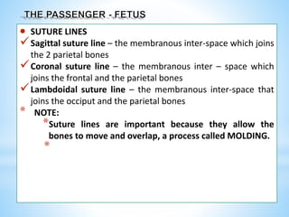  SUTURE LINES
Sagittal suture line – the membranous inter-space which joins
the 2 parietal bones
Coronal suture line – the membranous inter – space which
joins the frontal and the parietal bones
Lambdoidal suture line – the membranous inter-space that
joins the occiput and the parietal bones
* NOTE:
*Suture lines are important because they allow the
bones to move and overlap, a process called MOLDING.
*
 