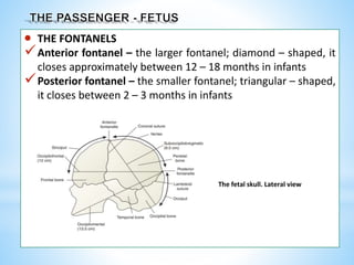  THE FONTANELS
Anterior fontanel – the larger fontanel; diamond – shaped, it
closes approximately between 12 – 18 months in infants
Posterior fontanel – the smaller fontanel; triangular – shaped,
it closes between 2 – 3 months in infants
The fetal skull. Lateral view
 