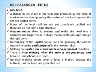  MOLDING
 A change in the shape of the fetal skull produced by the force of
uterine contractions pressing the vertex of the head against the
not-yet-dilated cervix.
 Bones of the fetal skull are not yet completely ossified and
therefore do not form a rigid structure
 Pressure causes them to overlap and molds the head into a
narrower and longer shape, a shape that facilitates passage through
the rigid pelvis.
 Overlapping of the sagittal suture line and, generally, the coronal
suture line can be easily palpated in the newborn skull.
 Molding only lasts a day or two and is not a permanent condition.
 There is little molding when the brow is the presenting part
because frontal bones are fused.
 No skull molding occurs when a fetus is breech, because the
buttocks, not the head, are presented first.
 