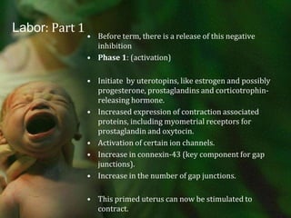 Labor: Part 1Before term, there is a release of this negative inhibitionPhase 1: (activation)Initiate  by uterotopins, like estrogen and possibly progesterone, prostaglandins and corticotrophin-releasing hormone.Increased expression of contraction associated proteins, including myometrial receptors for prostaglandin and oxytocin.Activation of certain ion channels.Increase in connexin-43 (key component for gap junctions).Increase in the number of gap junctions.This primed uterus can now be stimulated to contract.