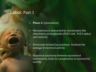 Labor: Part 1Phase 2: (stimulation)Myometrium is stimulated by uterotropins like stimulatory prostaglandin (PGE2 and   PGF2 alpha) and oxytocin.Previously formed Gap junctions  facilitate the passage of electrical activity. Improved synchrony between myometrial contractions, leads to a progression in myometrial activity. 