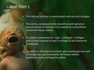Labor: Part 1This uterine activity is coordinated with cervical changes: The cervix, composed some smooth muscle (greatest amount found at internal os) is mainly an extracellular connective tissue matrix.It’s major component are  type 1 and type 3 collagen, with a small amount of type 4 collagen at the basement membrane. In addition, this matrix includes  glycosaminoglycans and proteoglycans, predominantly dermatan sulfate, hyaluronic acid, and heparin sulfate. 