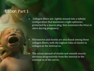 Labor: Part 1 Collagen fibers are  tightly wound into a tubular configuration that maintains a tight sphincter, protected by a mucus plug, that maintains the fetus in utero during pregnancy.Fibronectin and elastin are also found among these collagen fibers, with the highest ratio of elastin to collagen at the internal os.The actual amount of elastin and smooth muscle decrease progressively from the internal to the external os of the cervix.