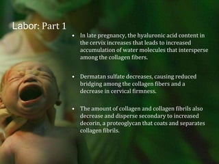 Labor: Part 1In late pregnancy, the hyaluronic acid content in the cervix increases that leads to increased accumulation of water molecules that intersperse among the collagen fibers.Dermatan sulfate decreases, causing reduced bridging among the collagen fibers and a decrease in cervical firmness.The amount of collagen and collagen fibrils also decrease and disperse secondary to increased decorin, a proteoglycan that coats and separates collagen fibrils.