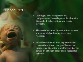 Labor: Part 1Leading to a rearrangement and realignment of the collagen molecules with diminished  collagen fiber and tensile strength.The cervix becomes thinner, softer, shorter and more pliable, leading to cervical ripening. Now if coordinated with regular uterine contractions, these changes allow easier progressive dilatation and effacement of the cervix, an  efficient  labor and a successful delivery. 