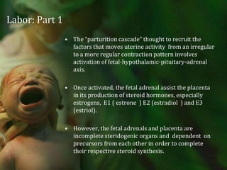 Labor: Part 1 The “parturition cascade” thought to recruit the factors that moves uterine activity  from an irregular to a more regular contraction pattern involves activation of fetal-hypothalamic-pituitary-adrenal axis.Once activated, the fetal adrenal assist the placenta  in its production of steroid hormones, especially estrogens,  E1 ( estrone  ) E2 (estradiol  ) and E3 (estriol). However, the fetal adrenals and placenta are incomplete steridogenic organs and  dependent  on precursors from each other in order to complete their respective steroid synthesis.