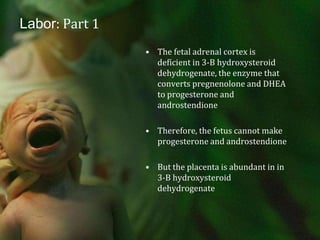 Labor: Part 1 The fetal adrenal cortex is deficient in 3-B hydroxysteroid dehydrogenate, the enzyme that converts pregnenolone and DHEA to progesterone and androstendioneTherefore, the fetus cannot make progesterone and androstendioneBut the placenta is abundant in in 3-B hydroxysteroid dehydrogenate