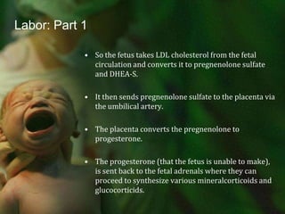 Labor: Part 1So the fetus takes LDL cholesterol from the fetal circulation and converts it to pregnenolone sulfate and DHEA-S.It then sends pregnenolone sulfate to the placenta via the umbilical artery.The placenta converts the pregnenolone to progesterone.The progesterone (that the fetus is unable to make), is sent back to the fetal adrenals where they can proceed to synthesize various mineralcorticoids and glucocorticids.