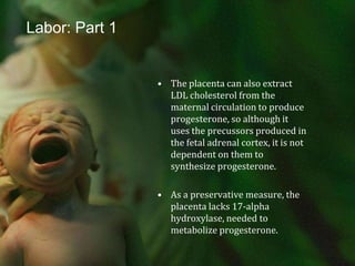 Labor: Part 1The placenta can also extract LDL cholesterol from the maternal circulation to produce progesterone, so although it uses the precussors produced in the fetal adrenal cortex, it is not dependent on them to synthesize progesterone.As a preservative measure, the placenta lacks 17-alpha hydroxylase, needed to metabolize progesterone.