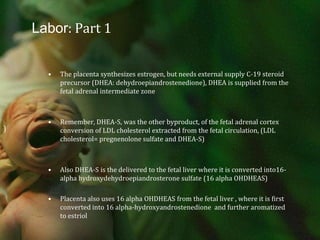 Labor: Part 1The placenta synthesizes estrogen, but needs external supply C-19 steroid precursor (DHEA: dehydroepiandrostenedione), DHEA is supplied from the fetal adrenal intermediate zoneRemember, DHEA-S, was the other byproduct, of the fetal adrenal cortex conversion of LDL cholesterol extracted from the fetal circulation, (LDL cholesterol= pregnenolone sulfate and DHEA-S)Also DHEA-S is the delivered to the fetal liver where it is converted into16-alpha hydroxydehydroepiandrosterone sulfate (16 alpha OHDHEAS)Placenta also uses 16 alpha OHDHEAS from the fetal liver , where it is first converted into 16 alpha-hydroxyandrostenedione  and further aromatized to estriol)