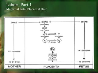 Labor:: Part 1Maternal Fetal Placental Unit 