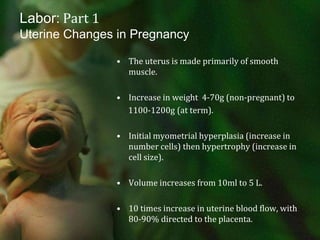 Labor: Part 1Uterine Changes in PregnancyThe uterus is made primarily of smooth muscle.Increase in weight  4-70g (non-pregnant) to      1100-1200g (at term).Initial myometrial hyperplasia (increase in number cells) then hypertrophy (increase in cell size).Volume increases from 10ml to 5 L. 10 times increase in uterine blood flow, with 80-90% directed to the placenta.  