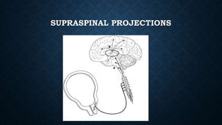 SUPRASPINAL PROJECTIONS 
 