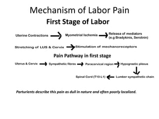 Mechanism of Labor Pain
First Stage of Labor
Pain Pathway in first stage
Parturients describe this pain as dull in nature and often poorly localized.
 