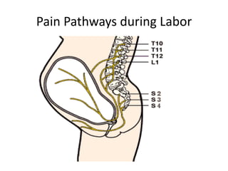 Pain Pathways during Labor
 