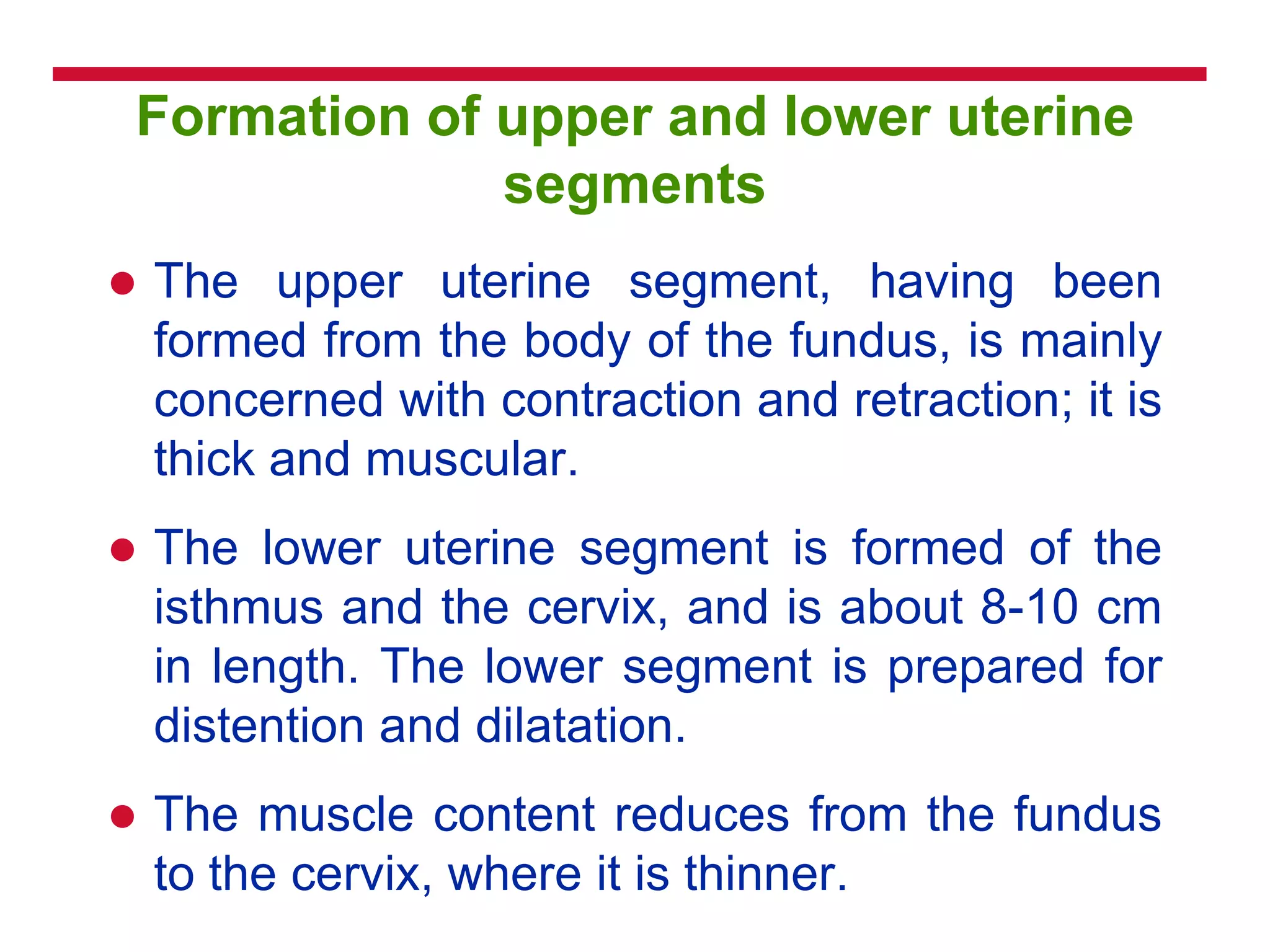 Formation of upper and lower uterine
segments
 The upper uterine segment, having been
formed from the body of the fundus, is mainly
concerned with contraction and retraction; it is
thick and muscular.
 The lower uterine segment is formed of the
isthmus and the cervix, and is about 8-10 cm
in length. The lower segment is prepared for
distention and dilatation.
 The muscle content reduces from the fundus
to the cervix, where it is thinner.
 