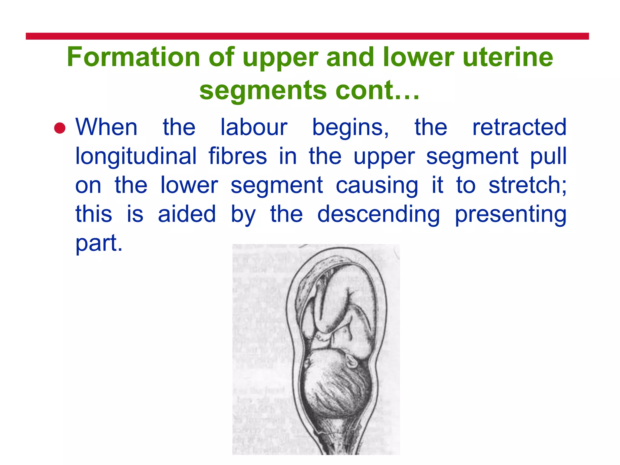 Formation of upper and lower uterine
segments cont…
 When the labour begins, the retracted
longitudinal fibres in the upper segment pull
on the lower segment causing it to stretch;
this is aided by the descending presenting
part.
 