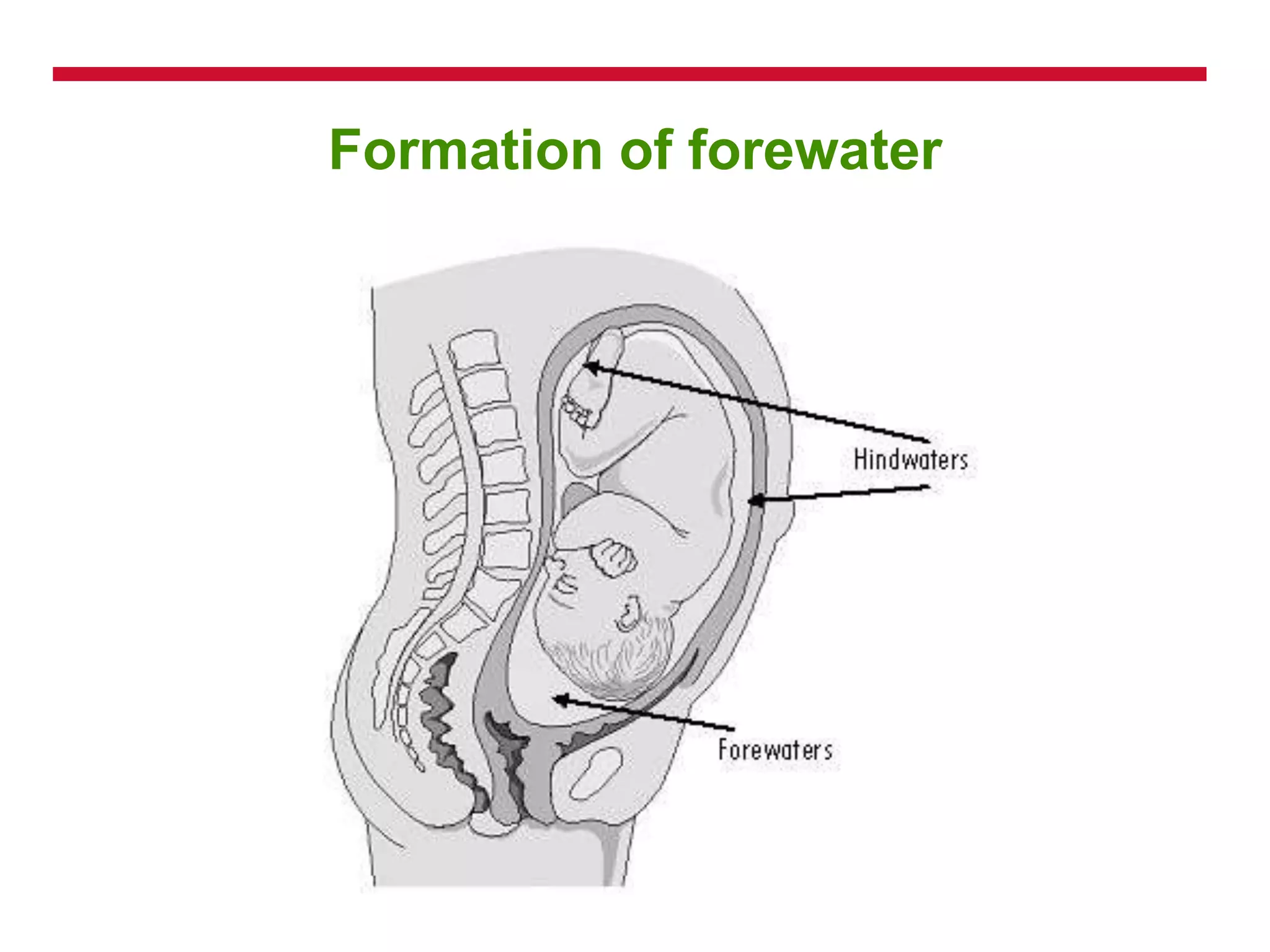 Formation of forewater
 