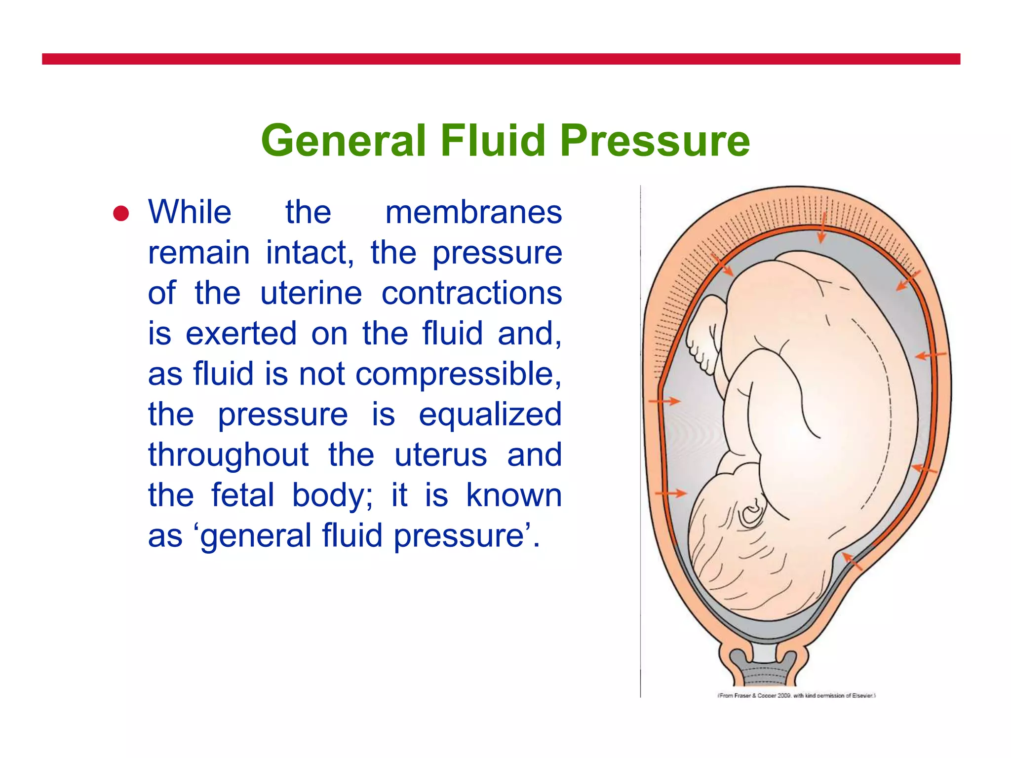 General Fluid Pressure
 While the membranes
remain intact, the pressure
of the uterine contractions
is exerted on the fluid and,
as fluid is not compressible,
the pressure is equalized
throughout the uterus and
the fetal body; it is known
as ‗general fluid pressure‘.
 
