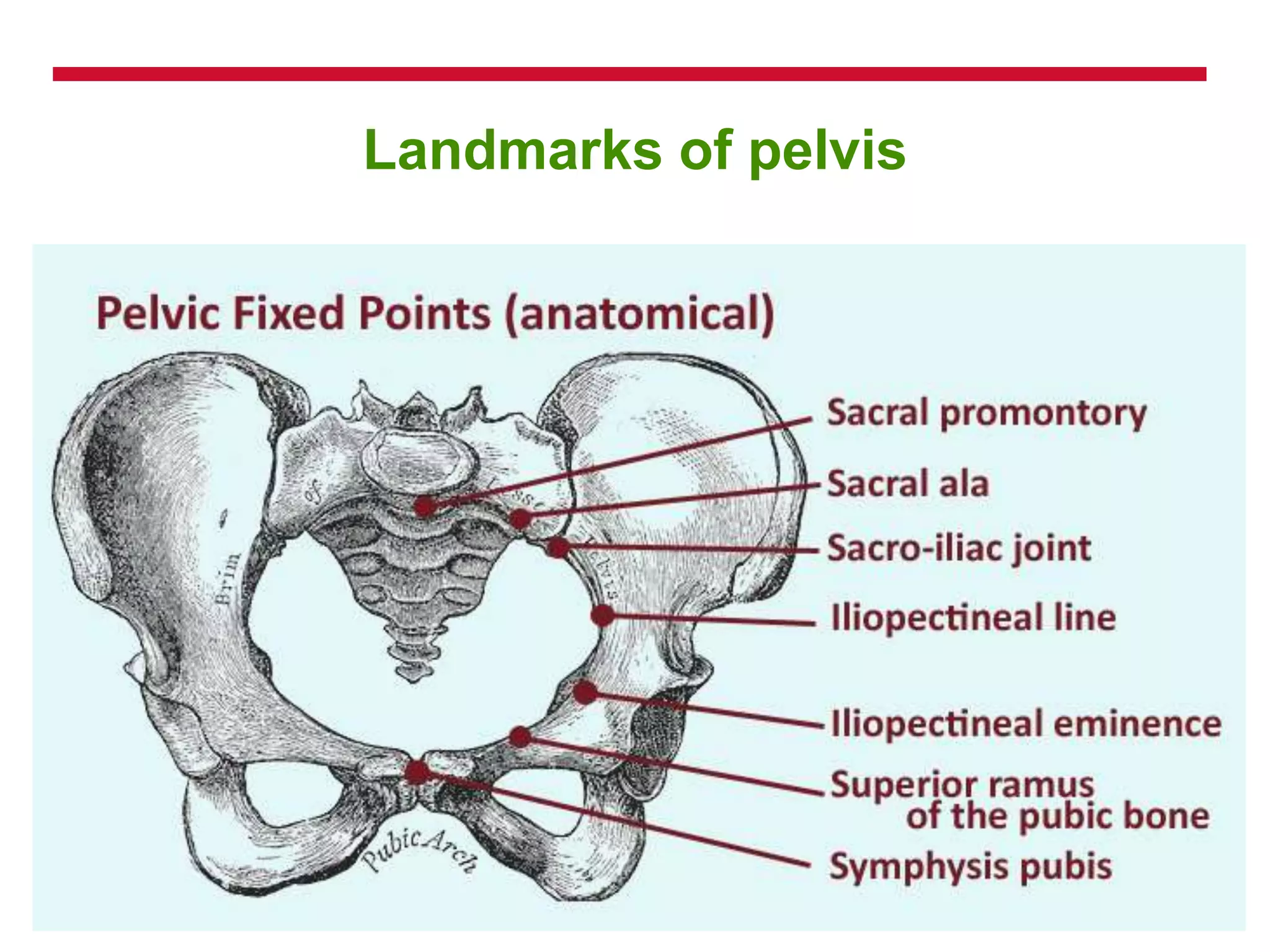Landmarks of pelvis
 
