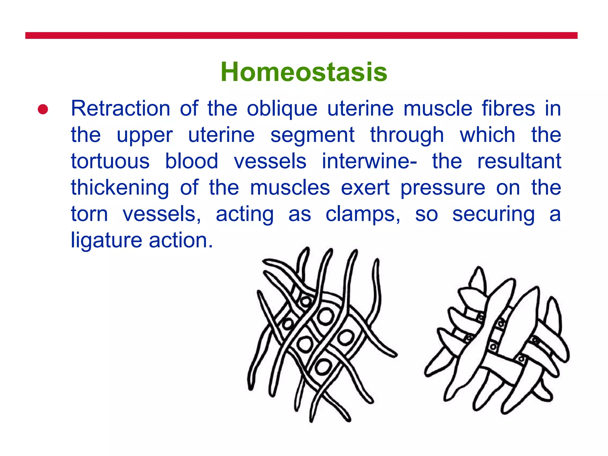 Homeostasis
 Retraction of the oblique uterine muscle fibres in
the upper uterine segment through which the
tortuous blood vessels interwine- the resultant
thickening of the muscles exert pressure on the
torn vessels, acting as clamps, so securing a
ligature action.
 