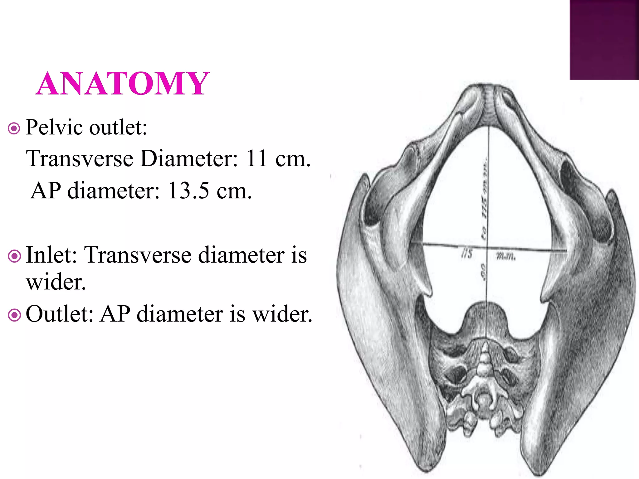  Pelvic outlet:
Transverse Diameter: 11 cm.
AP diameter: 13.5 cm.
 Inlet: Transverse diameter is
wider.
 Outlet: AP diameter is wider.
 