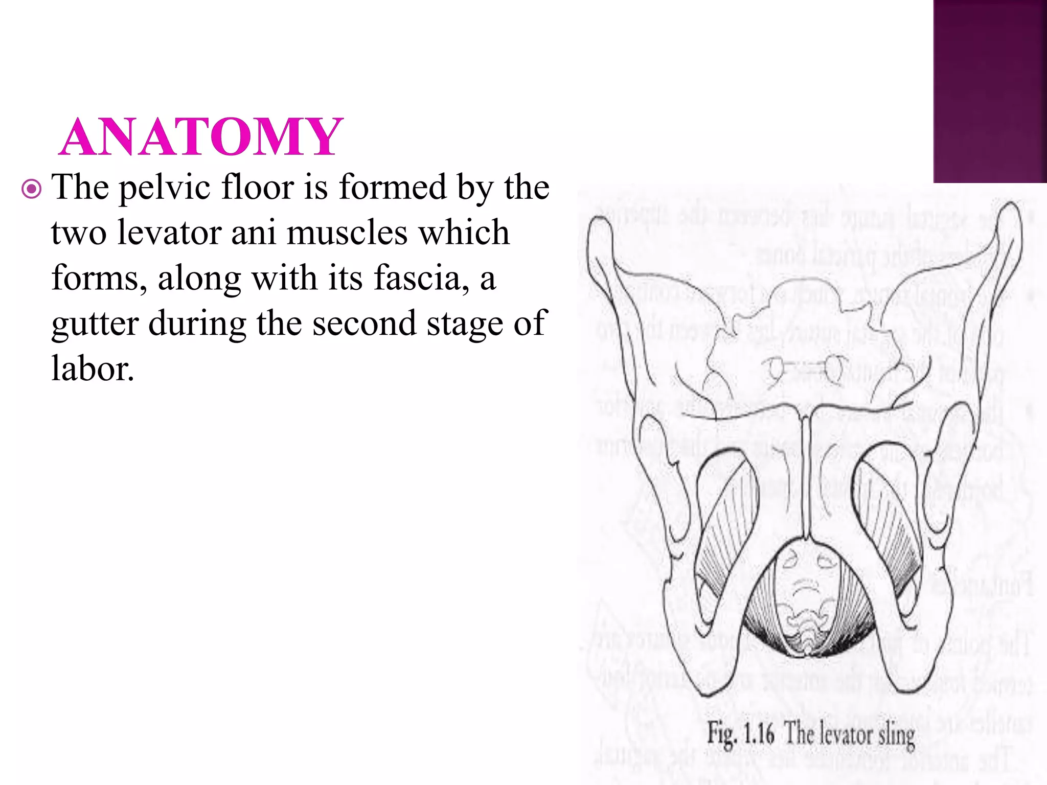  The pelvic floor is formed by the
two levator ani muscles which
forms, along with its fascia, a
gutter during the second stage of
labor.
 