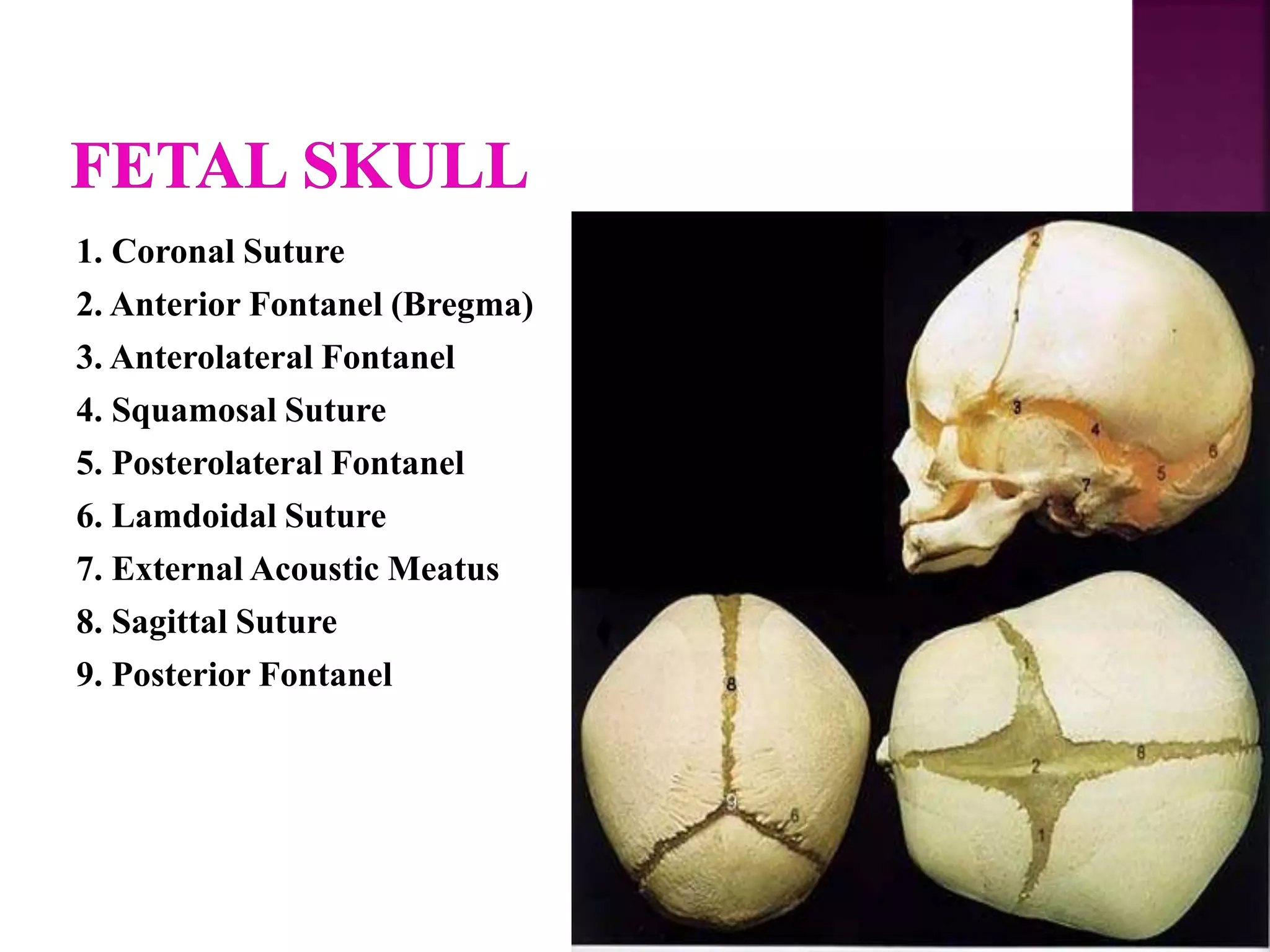 1. Coronal Suture
2. Anterior Fontanel (Bregma)
3. Anterolateral Fontanel
4. Squamosal Suture
5. Posterolateral Fontanel
6. Lamdoidal Suture
7. External Acoustic Meatus
8. Sagittal Suture
9. Posterior Fontanel
 