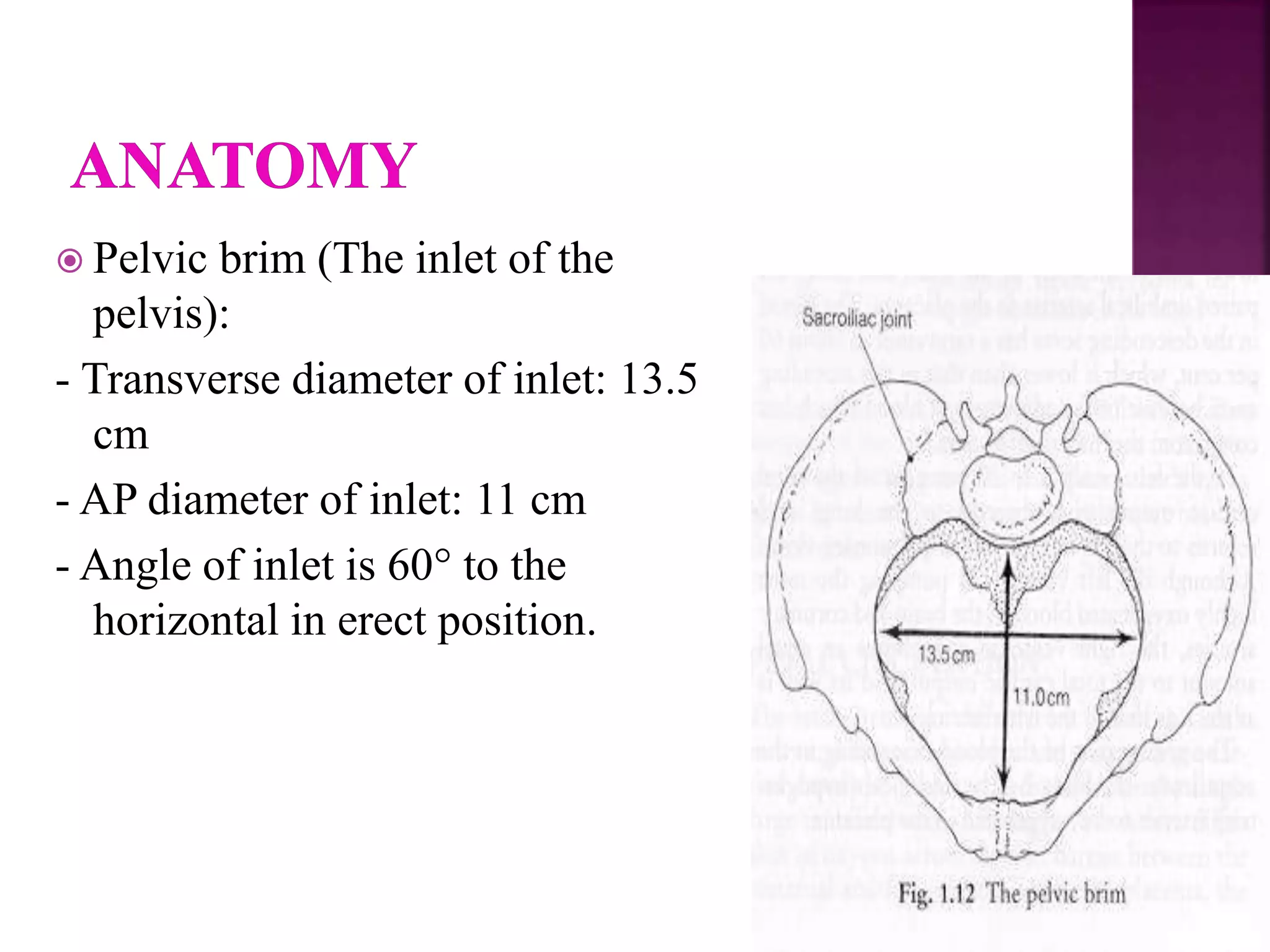  Pelvic brim (The inlet of the
pelvis):
- Transverse diameter of inlet: 13.5
cm
- AP diameter of inlet: 11 cm
- Angle of inlet is 60° to the
horizontal in erect position.
 