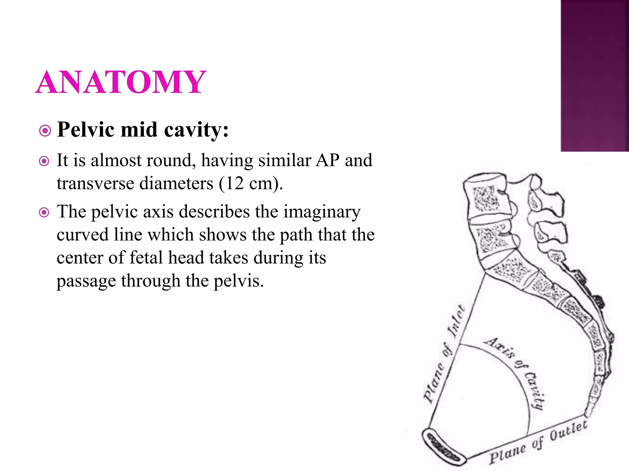  Pelvic mid cavity:
 It is almost round, having similar AP and
transverse diameters (12 cm).
 The pelvic axis describes the imaginary
curved line which shows the path that the
center of fetal head takes during its
passage through the pelvis.
 