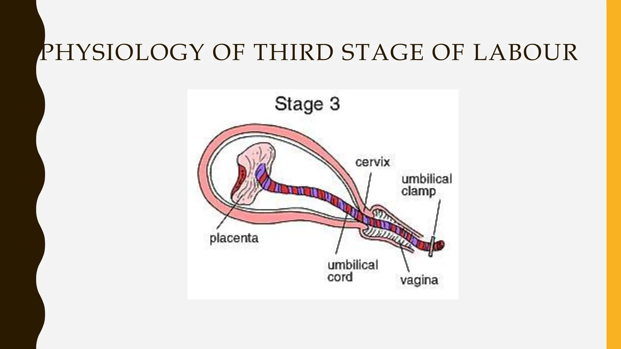 PHYSIOLOGY OF THIRD STAGE OF LABOUR
 