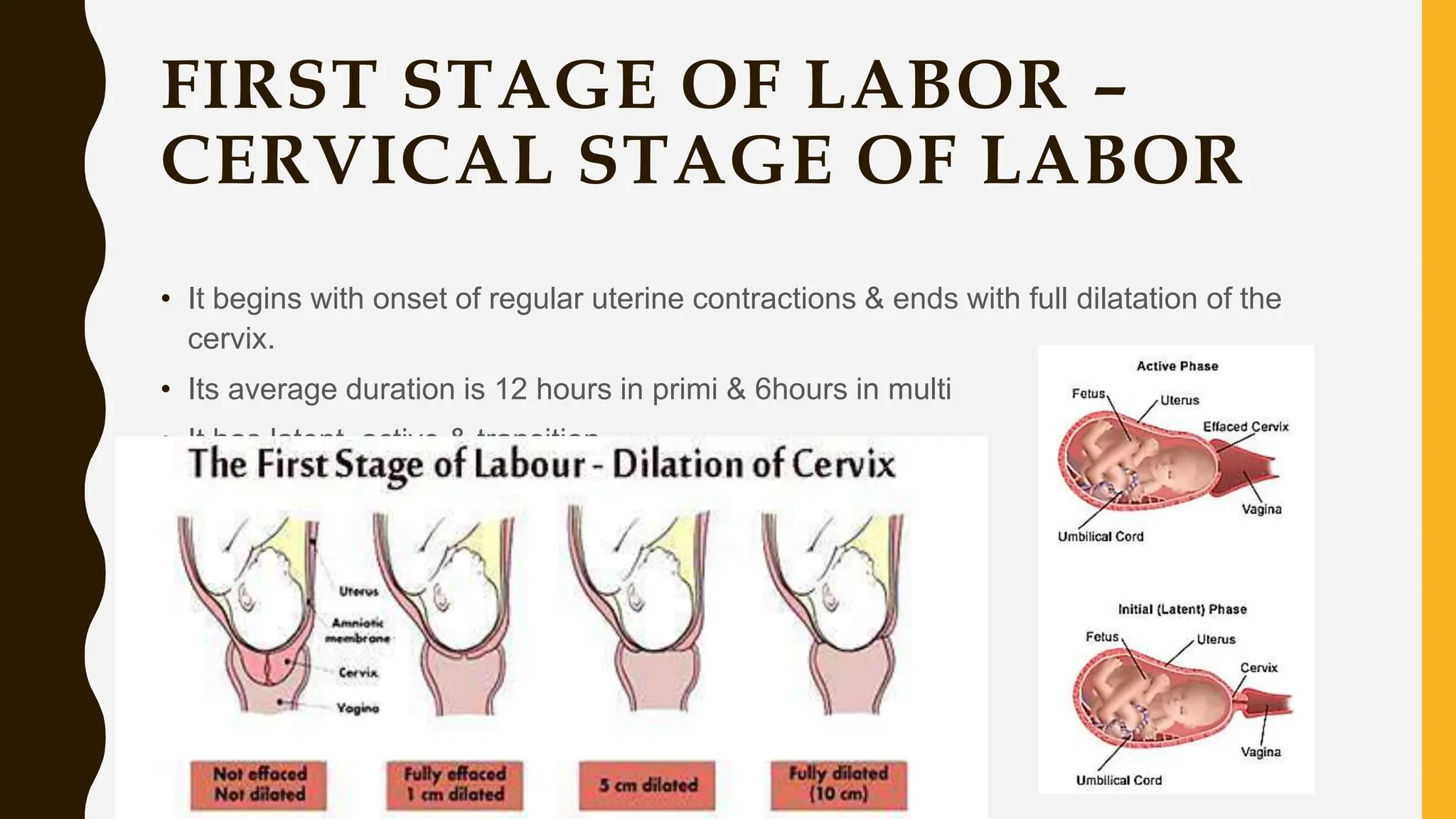 FIRST STAGE OF LABOR –
CERVICAL STAGE OF LABOR
• It begins with onset of regular uterine contractions & ends with full dilatation of the
cervix.
• Its average duration is 12 hours in primi & 6hours in multi
• It has latent, active & transition
 