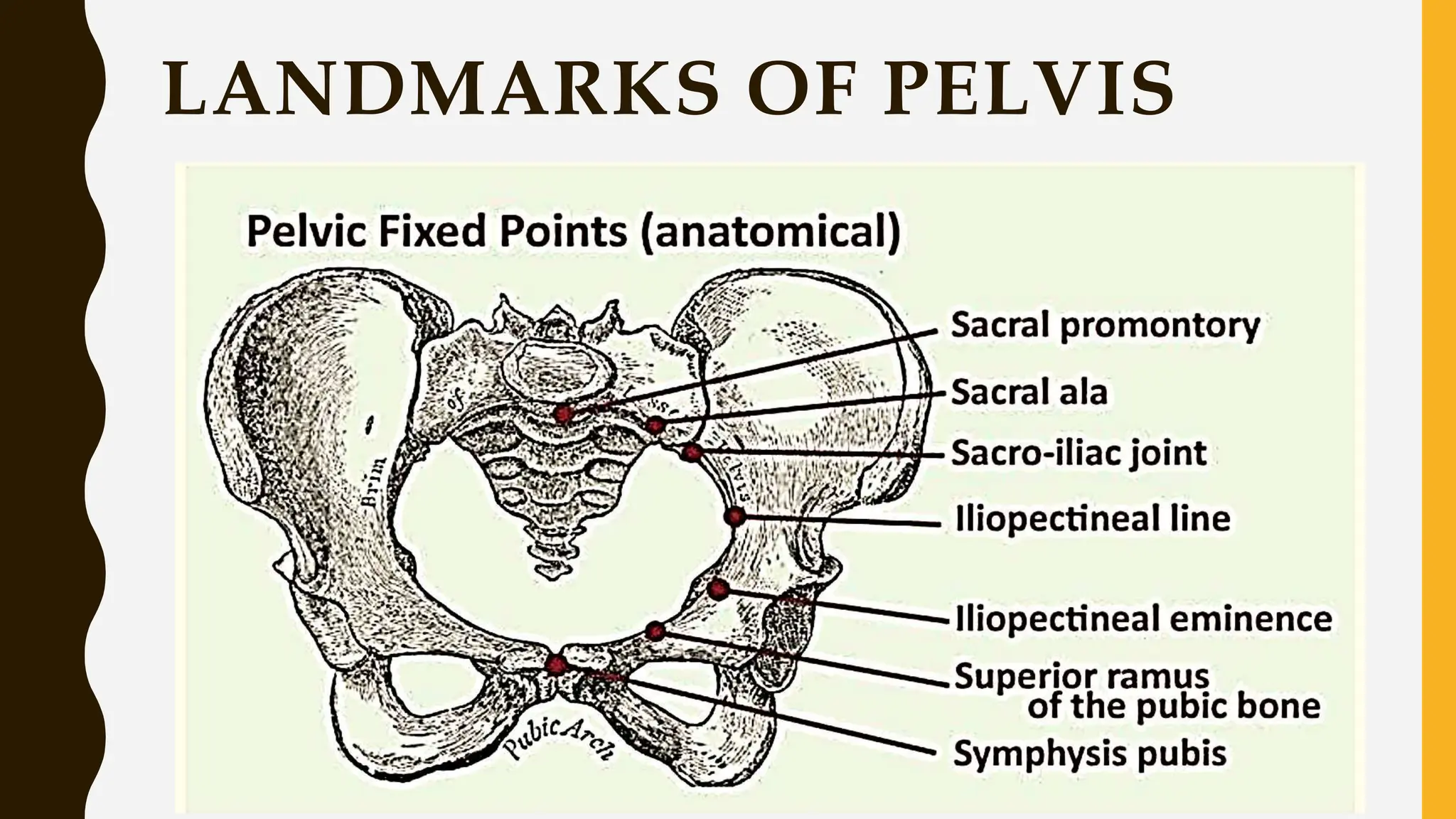 LANDMARKS OF PELVIS
 