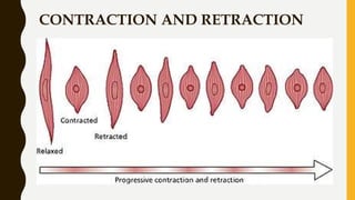 Labour, Stages and its Physiology in obg | PPT