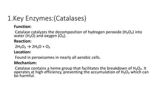 world of biochemistry (blog about biochemistry):... Metabolic pathways in Micro organisms.pptx